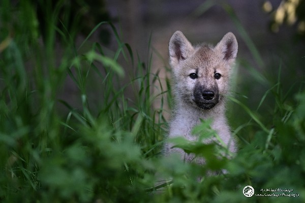 Polarwölfe Arctic wolves Anyu Nova Yuki